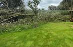 Stormschade of uitgewaaide boom, Tuin en Terras, Brandhout, Ophalen