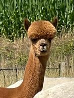 Uitzonderlijk mooie dekrijpe alpaca hengst, September, Mannelijk