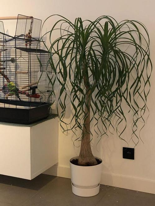 Parkieten/ papegaaien kooi incl vele accessoires, Dieren en Toebehoren, Vogels | Hokken en Kooien, Gebruikt, Ophalen