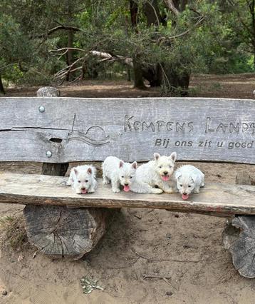 Westhighland white terriër pups/cesar/westy/pups/wit/westie beschikbaar voor biedingen