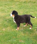 Berner Sennen pups, België, 8 tot 15 weken, Parvo, Meerdere