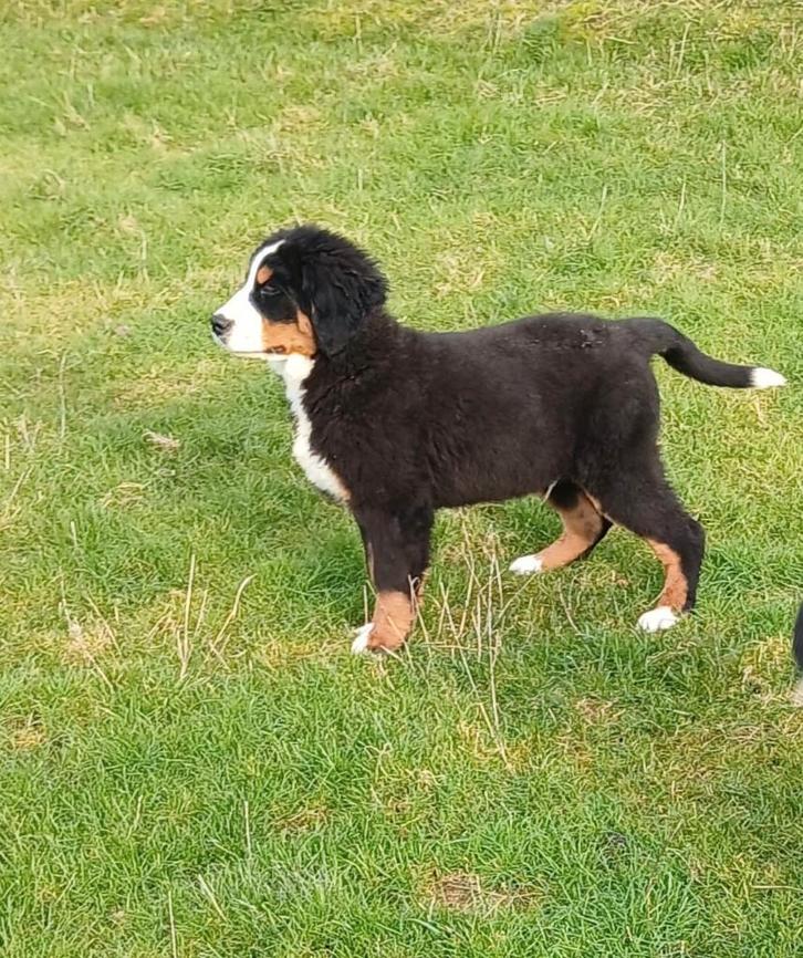 Berner Sennen pups, Dieren en Toebehoren, Honden | Herdershonden en Veedrijvers, Reu, Overige rassen, Fokker | Professioneel, Meerdere