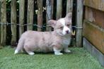 Prachtige welsh corgi cardigan pups, Dieren en Toebehoren, België, Overige rassen, CDV (hondenziekte), 8 tot 15 weken