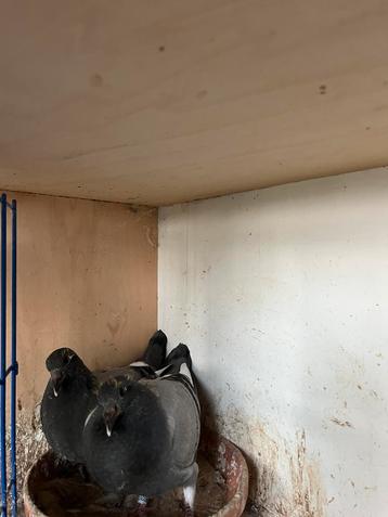 Jeunes oiseaux d'éleveurs, Sexe inconnu, Pigeon voyageur