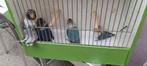 Vogels