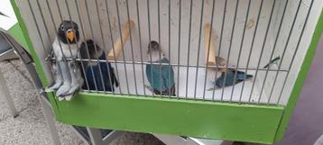 Vogels