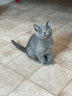 Kittens britse korthaar . Mogen verhuizen, Dieren en Toebehoren, Katten en Kittens | Raskatten | Korthaar, Meerdere dieren, Gechipt