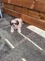 Shih tzu pups, België, CDV (hondenziekte), 8 tot 15 weken, Meerdere