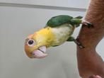 Handtamme groendij caique, Geslacht onbekend, Papegaai, Geringd