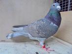 Kweekkoppel kleurpostduiven rubella kras, Dieren en Toebehoren, Vogels | Duiven