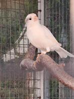 Kanarieman van 2025, Dieren en Toebehoren, Vogels | Kanaries, Mannelijk, Zangkanarie
