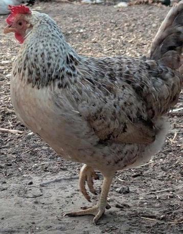 Olijflegger hen groenlegger kippen beschikbaar voor biedingen