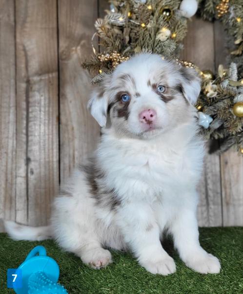 Australische herder pup / Aussi / Australische pups, Dieren en Toebehoren, Honden | Herdershonden en Veedrijvers, Meerdere dieren