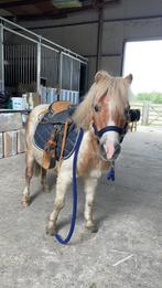 Halve stalletje aangeboden, Dieren en Toebehoren, Pony's