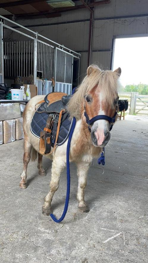 Halve stalletje aangeboden, Dieren en Toebehoren, Pony's