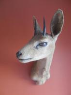 Antilope, Collections, Collections Animaux, Comme neuf, Animal sauvage, Enlèvement, Animal empaillé