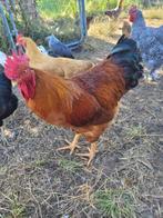 Hanen GRATIS, Dieren en Toebehoren, Pluimvee, Mannelijk, Kip