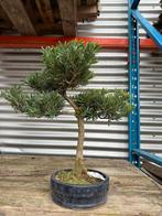 Verschillende bonsai bomen te koop, Tuin en Terras, Ophalen