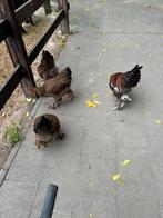 Brahma goudpatrijs, Meerdere dieren, Kip