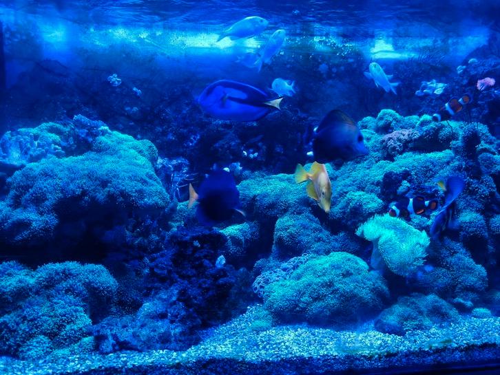 Zeeaquarium compleet, Dieren en Toebehoren, Vissen | Aquariumvissen, Zoutwatervis, Overige typen