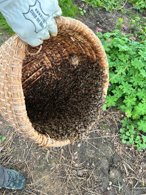 Bijenzwermen gevraagd, Dieren en Toebehoren, Insecten en Spinnen, Bijen