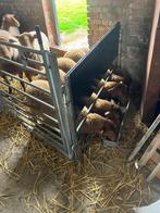 Ardense voskop ooilammeren, Animaux & Accessoires, Moutons, Chèvres & Cochons, Mouton, Femelle, 0 à 2 ans