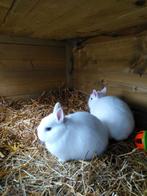 Kleur dwerg konijntje . . . Pooltje, Dieren en Toebehoren, Konijnen, Dwerg