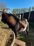 Jonge bok van 1 jaar zoekt een nieuw huisje, Dieren en Toebehoren, Schapen, Geiten en Varkens, Mannelijk, Geit, 0 tot 2 jaar