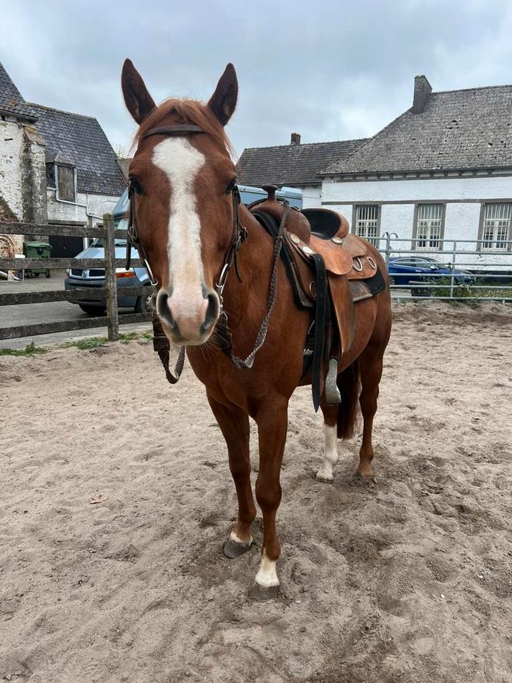 7-jarige Quarter met papieren, Dieren en Toebehoren, Pony's, Hengst, L, D pony (1.37m tot 1.48m), Westernpony, 7 tot 10 jaar, Met stamboom