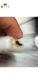 Lasius n. (Zwarte wegmier) 1-5 werkster, Dieren en Toebehoren, Insecten en Spinnen, Mieren