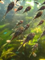Algeneters of ruitekuiser, Dieren en Toebehoren