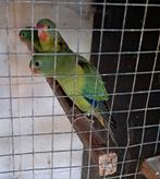 Catharina parkiet/roodrug parkiet, Dieren en Toebehoren, Meerdere dieren, Parkiet, Geringd