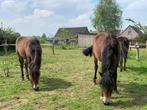 Exmoor pony merrie, Non dressé, Poney de récréation, Vermifugé, Jument