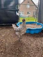 Britisch Araucana Lavender hen, Dieren en Toebehoren, Pluimvee