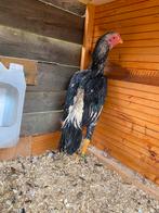 Zilvertarwe shamo haan, Dieren en Toebehoren, Pluimvee