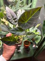 Alocasia Regal shield - olifantsoor, Ophalen