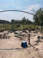 Koppel blauwe pauwen, Dieren en Toebehoren, Pluimvee, Meerdere dieren, Overige soorten