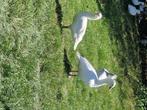 Ross ganzen, Dieren en Toebehoren, Mannelijk, Gans of Zwaan