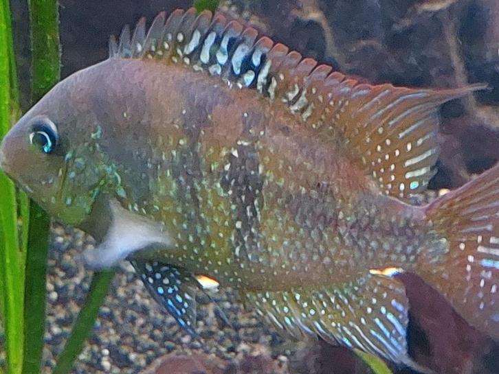 Exclusief midden/zuid-amerikaans cichlide koppel, Animaux & Accessoires, Poissons | Poissons d'aquarium, Poisson d'eau douce, Poisson
