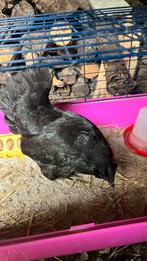 Hen met 2 kuikens, Dieren en Toebehoren, Pluimvee, Meerdere dieren, Kip