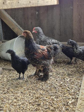 Brahma groothoender haan goudpatrijs, Mâle, Poule ou poulet