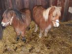 Mini ponys, Dieren en Toebehoren, Pony's, Gechipt