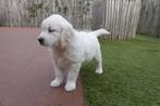 Magnifiques chiots Golden Retriever avec pedigree, Animaux & Accessoires, Golden retriever, Plusieurs, Hépatite contagieuse (maladie de Rubarth)