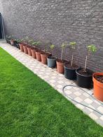 Mooie en gezonde Vijgenplanten in pot (Ficus Carica). Brown, Tuin en Terras, Ophalen
