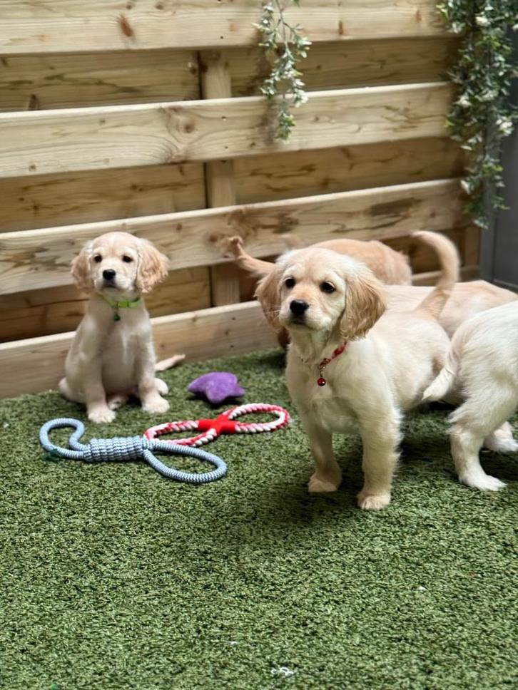Mooie golden cocker pups (golden retriever x cockerspaniel), Dieren en Toebehoren, Honden | Retrievers, Spaniëls en Waterhonden