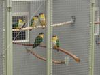 2-2 Zwartkopcaique`s/papegaaien., Dieren en Toebehoren, Vogels | Parkieten en Papegaaien, Meerdere dieren, Papegaai, Geringd