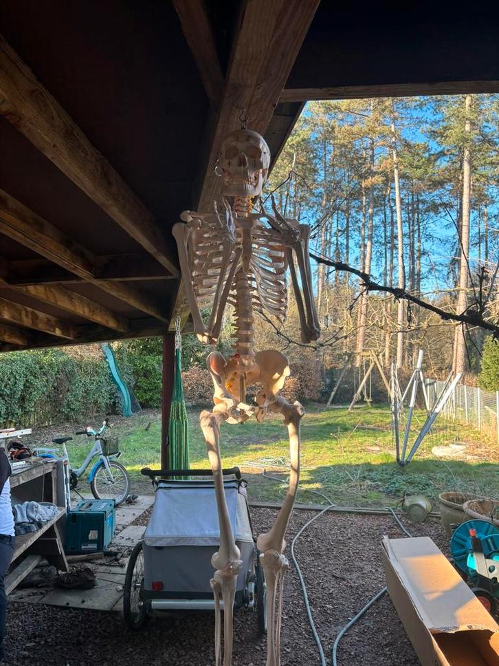 Geraamte voor anatomie, Diversen, Schoolbenodigdheden, Gebruikt, Ophalen