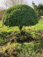 buxus 80 jaar     tuinbonsai  bonsai paddenstoel, Tuin en Terras, Ophalen