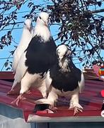 Heel mooi... koppel, Animaux & Accessoires, Oiseaux | Pigeons