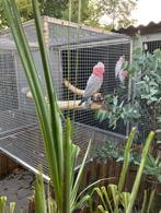 Prachtige rosé kaketoe man, Dieren en Toebehoren, Papegaai, Geringd